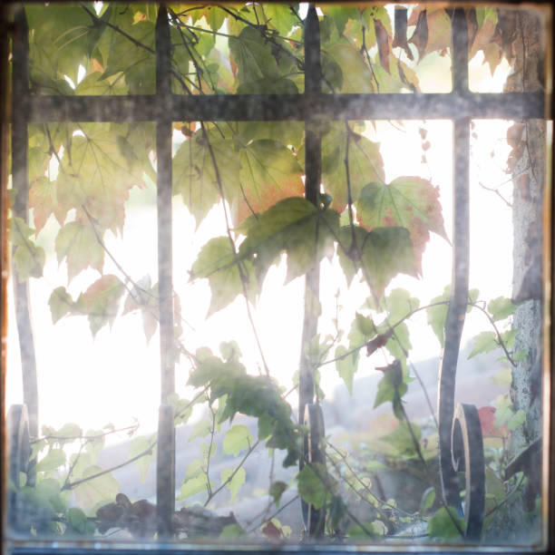 istock Virginia creeper in small window with cast iron bars 1225919201