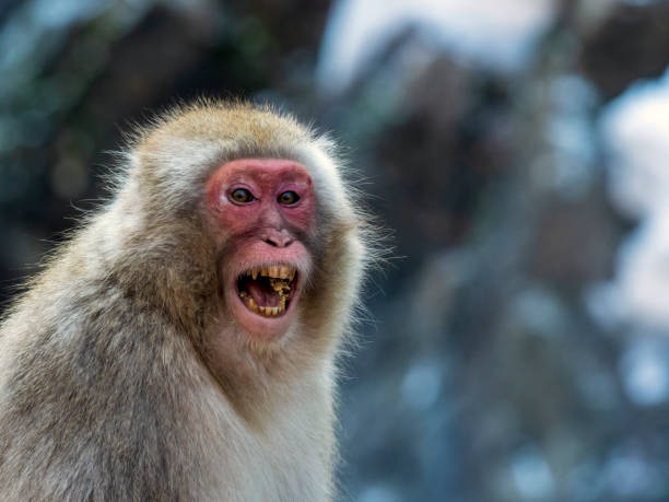 istock Japanese Macaques (Macaca fuscata) in Japan during winter time. 1225919330