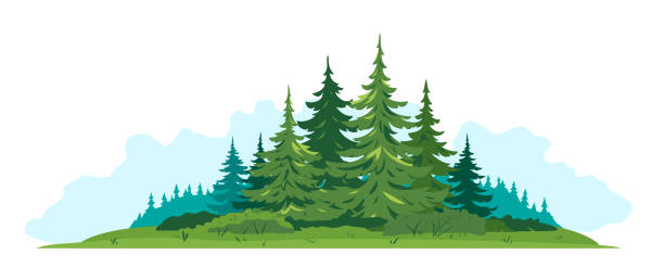 Spruce forest isolated composition landscape Composition of spruce forest with big green spruce trees in front view isolated, green dense spruce forest and bushes in summer sunny day on blue clouds, European forest clipart illustration sand clipart stock illustrations