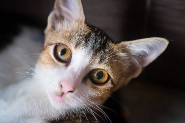 istock What you staring at me? 1225921268