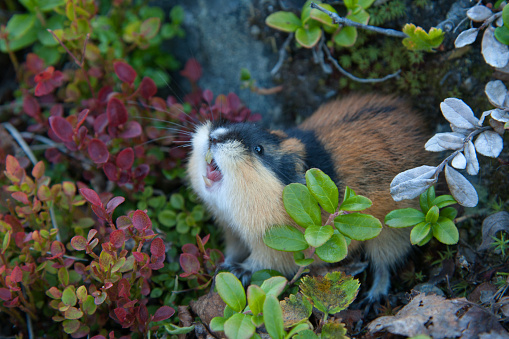 Norway Lemming (Lemmus lemmus) attacking and showing teeth. Lemmings are fearless and will attack the predator or intruder - even humans.