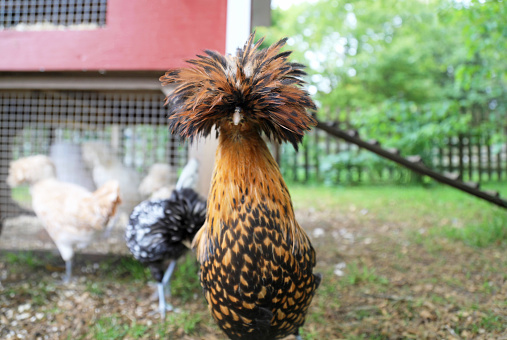 Asian cock walking on green grass