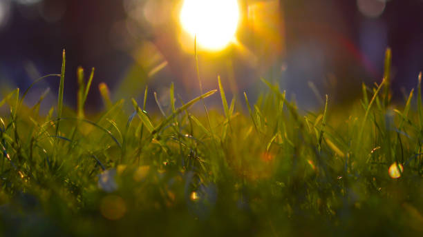 istock Warm spring evening with a colorful vibrant meadow during sunset. Grass silhouette in the light of the golden setting sun. Beautiful nature landscape with sunbeams. 1225923629