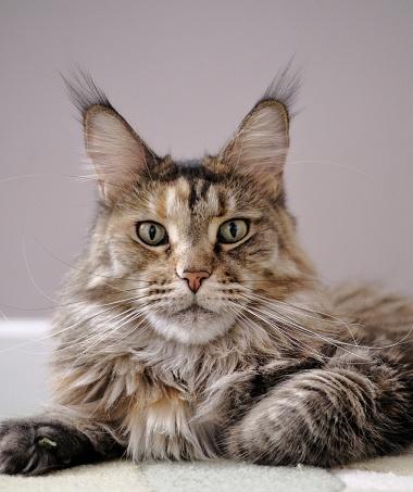 Maine Coon cat of red-gray color. With pale yellow eyes. Big ears.