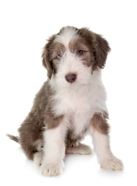 istock puppy bearded collie 1225923931