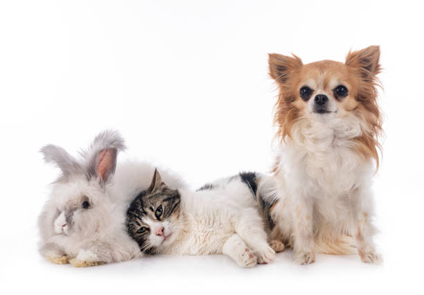 istock rabit, cat and chihuahua 1225923937
