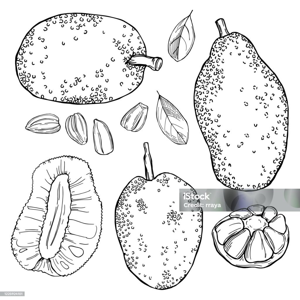 Handgezeichnete Brotfrucht (Jackfruit). Vektor-Skizze-Illustration. - Lizenzfrei Freisteller – Neutraler Hintergrund Vektorgrafik Handgezeichnete Brotfrucht (Jackfruit). Vektor-Skizze-Illustration. - Lizenzfrei Freisteller – Neutraler Hintergrund Vektorgrafik