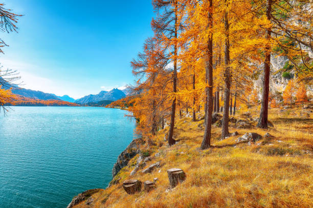 istock Fantastic autumn scene on Sils Lake 1225925346