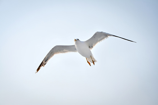 Sky with seagull flying over the sea. Seagull flying around the ferry to Thassos island.