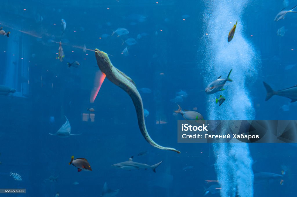 Large Muraena In A Huge Aquarium In Hotel Atlantis On Hainan Sanya