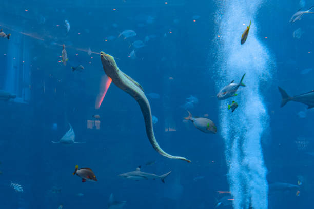 Large muraena (moray eel, muraenidae) in a huge aquarium in Hotel Atlantis on Hainan, Sanya, China. stock photo