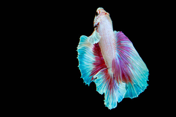 istock Capture the moving moment of siamese fighting fish 1225926558
