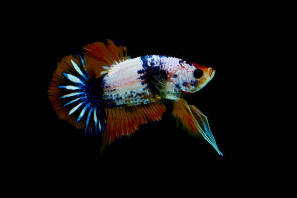 istock Capture the moving moment of siamese fighting fish 1225926572