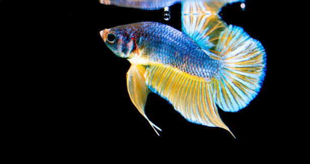 istock Capture the moving moment of siamese fighting fish 1225926671