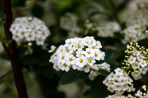 istock Petal of blooming plant in spring 1225929127