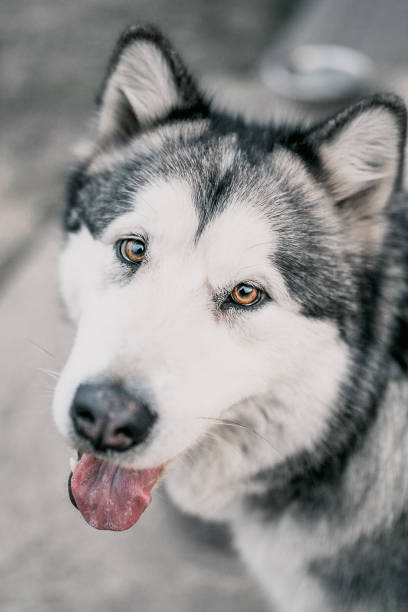 istock Alaskan Malamute dog face muzzle close-up - breed standard 1225930534