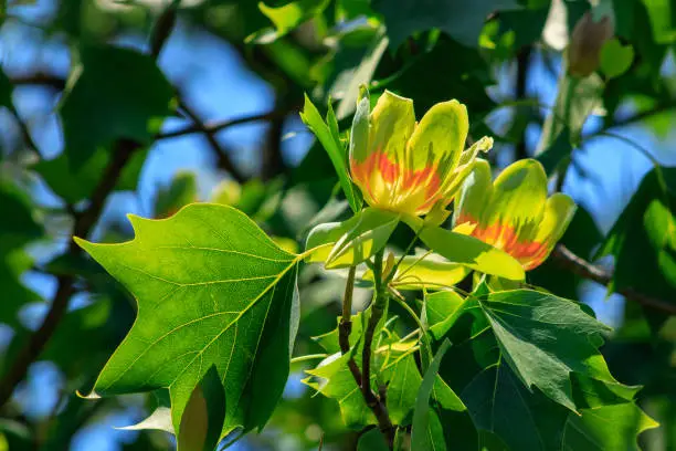 Flowering tulip tree (Liriodendron Tulipifera, Tulip Tree, American Tulip Tree, Tuliptree) in one of the city's parks.