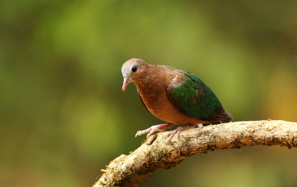 istock Emerald Dove, Chalcophaps indica, Ganeshgudi, Karnataka, India 1225931934