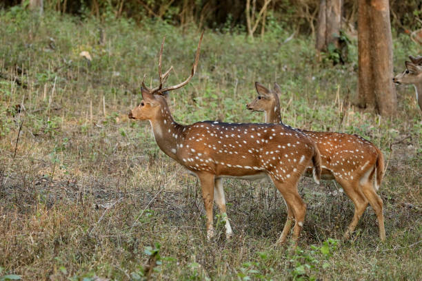 istock Chital Deer, Axis axis, Bandipur National Park, Karnataka, India 1225931957