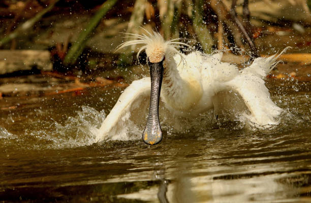 eurasische löffler baden, platalea leucorodia, ranganathittu vogelschutzgebiet, karnataka, indien - animal beak bird wading stock-fotos und bilder