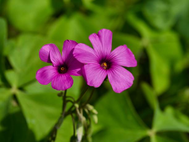 istock Flowers of pink sorrel 1225932051