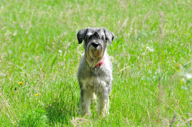 The Standard Schnauzer (Mittelschnauzer), middle schnauzer  is a medium sized service dog belonging to the group of schnauzers. The Standard Schnauzer (Mittelschnauzer), middle schnauzer  is a medium sized service dog belonging to the group of schnauzers. wire haired stock pictures, royalty-free photos & images