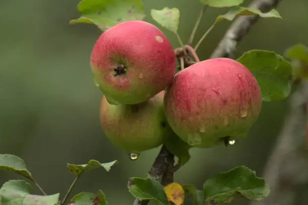 Organic apples are nutritious and full of vitamins, Finland.