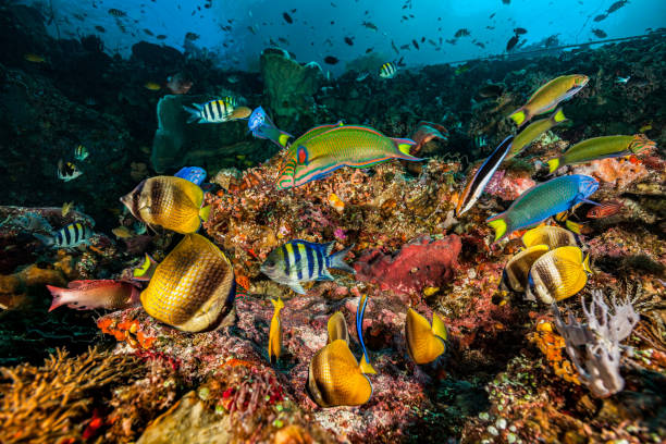 A lot of nervously feeding fishes -- the reason: As the Sergeant-Majors Abudefduf vaigiensis are spawning, almost all other fishes try to catch as much food as possible in the shortest possible time: Moonwrasse Thalassoma lunare, Sunburst Butterflyfish Chaetodon kleinii, Yellow Chromis Chromis analis, Dianas Hogfish Bodianus Diana, Scaly Chromis Chromis lepidolepis, Pale-tail Chromis Chromis xanthura, Threespot Dascyllus Dascyllus maculatus, Crown Squirrelfish Sargocentron diadema and at least one species still eating parasites from other fishes: Bluestreak Cleaner Wrasses Labroides dimidiatus. The rope in the background holds a bubu, a traditional fish trap deeper down. Pantar Strait, West Coast of Pantar, Indonesia, 8°17'7.21\