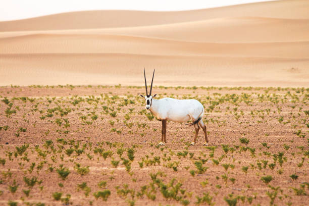 istock Arabian oryx in the desert 1225934672