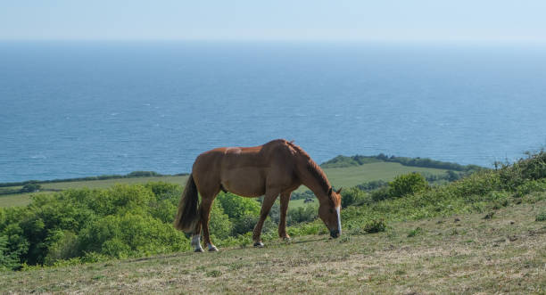 istock Horse on the coastline 1225934797