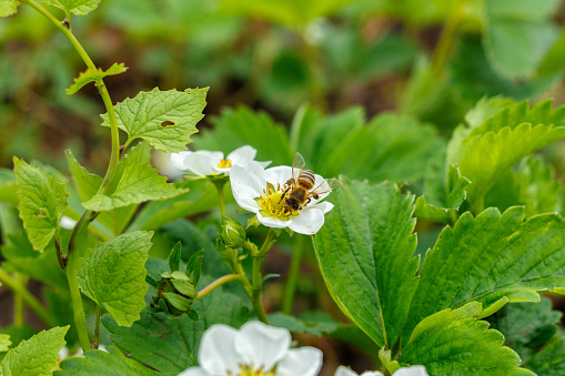 A bee collects pollen from white flowers of strawberries.