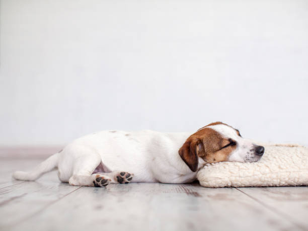 istock Sleeping puppy on dog bed 1225936174