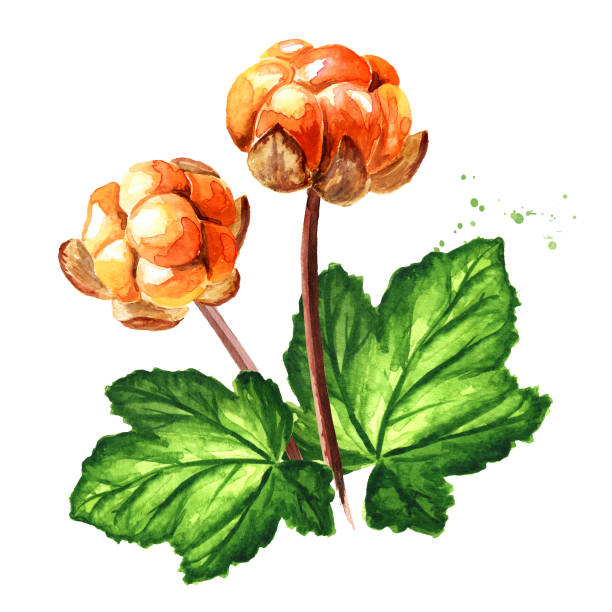 잎줄기에 북부 숲 베리 클라우드 베리, 흰색 배경에 고립 된 손으로 그린 수채화 그림 - cloud berry stock illustrations