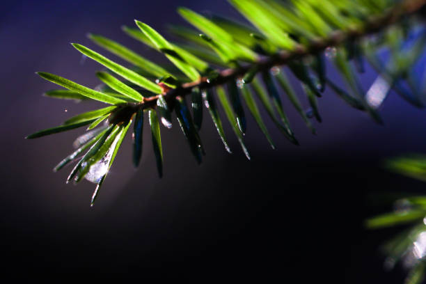 istock Close-up detail from Finnish forest 1225936365