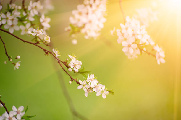 istock Plum vintage flowers 1225941340