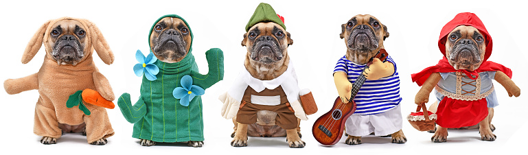 Variaciones de traje de perro divertido con Bulldog francés vestido como conejito, cactus, bávaro, músico y capucha roja photo