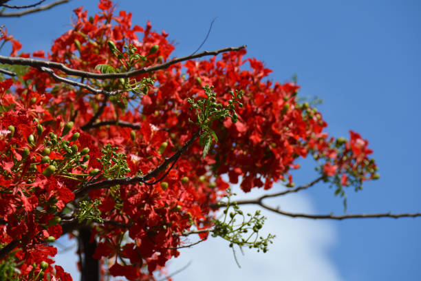 red flame flowers over the cloudy sky, with bare branches