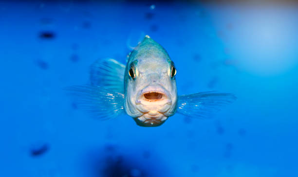 cihlid fisch auf blauem hintergrund - buntbarsch stock-fotos und bilder
