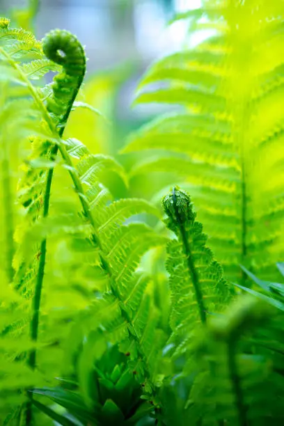 bright green young shoots of ferns in shallow DOF