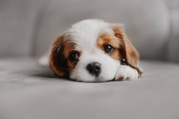 istock cavalier king charles spaniel puppy lying down 1225943192