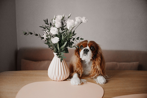 cavalier king charles spaniel dog posing indoors with a vase and flowers