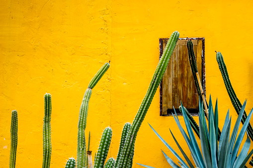 Green cactus and old wooden windows against vibrant yellow rough concrete wall.