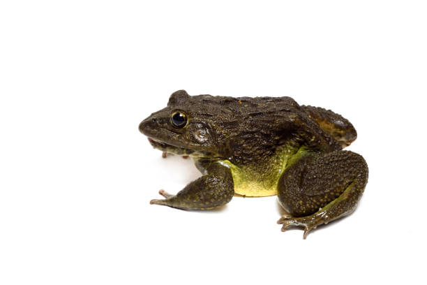 istock Close up of Frog isolated on a white background 1225945202