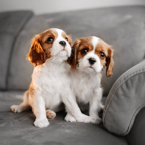 istock two cavalier king charles spaniel puppies posing indoors 1225945330