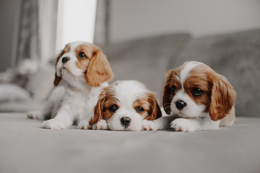 three cavalier king charles spaniel puppies lying on the bed together