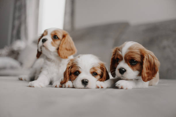 three cavalier king charles spaniel puppies lying on a bed indoors three cavalier king charles spaniel puppies lying on the bed together dog group of animals three animals happiness stock pictures, royalty-free photos & images