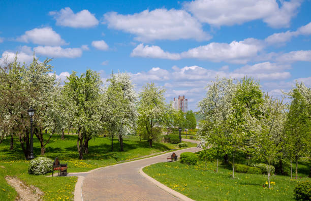 Spring landscape in the city park. A flowering apple orchard with white flowers. Flowering in spring.  The old manor park. Minsk, Belarus