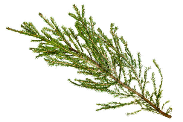 istock natural branch of spruce tree isolated on white 1225947227