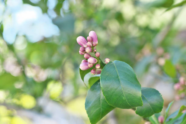 istock Bud of the lemon 1225948490