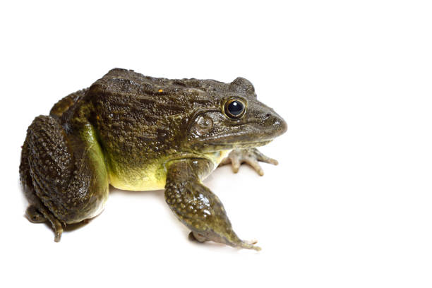 istock Close up of Frog isolated on a white background 1225948588